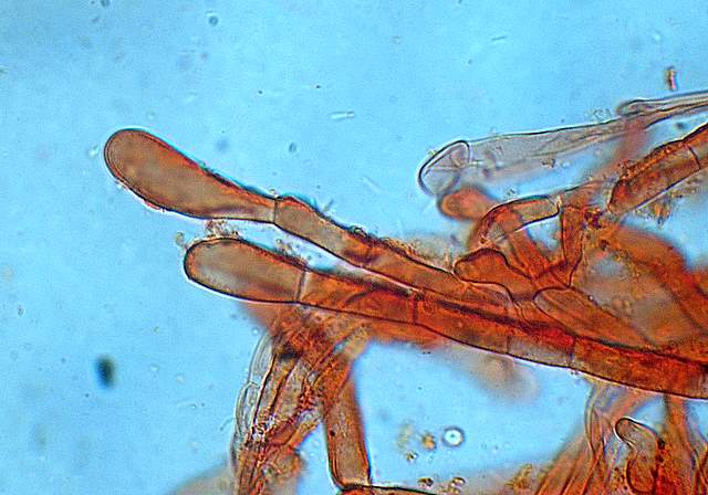 Camarophyllopsis atrovelutina  (Romagn.)  Argaud